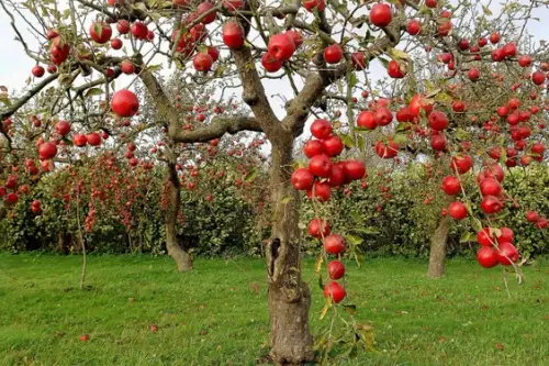Cum plantam un pom fructifer?