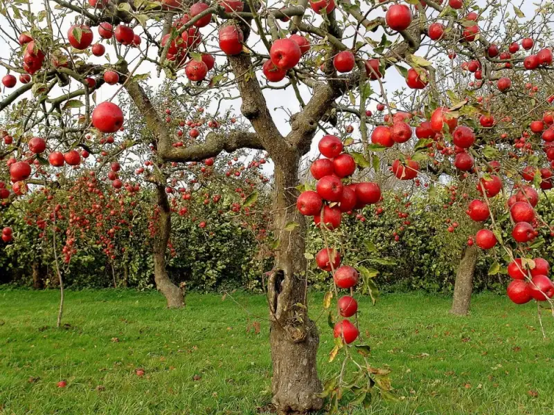 Cum plantam un pom fructifer?