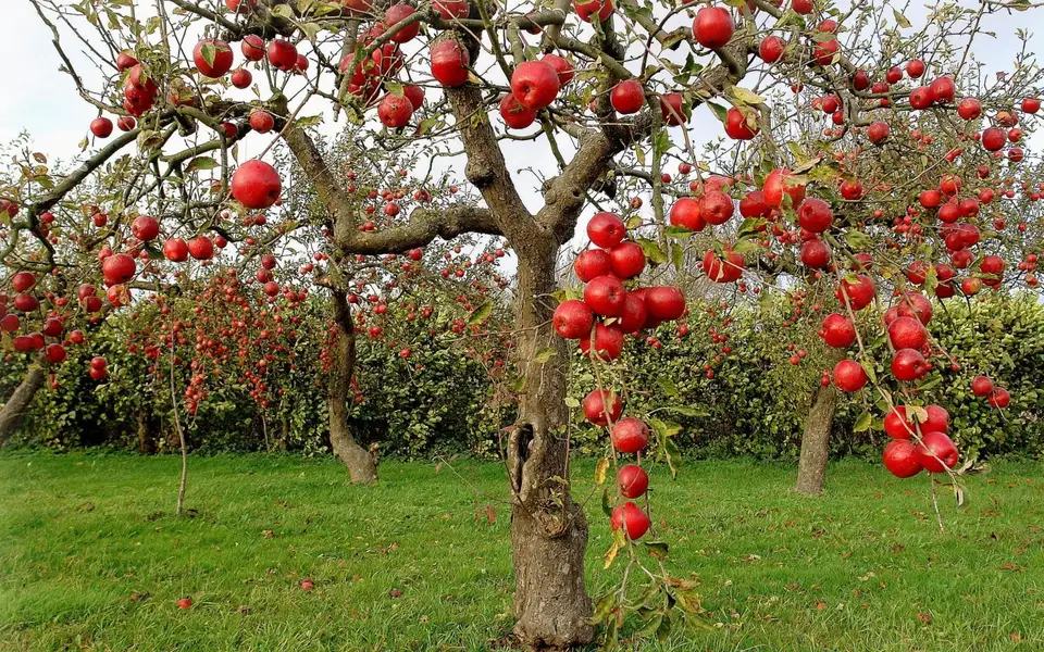 Cum plantam un pom fructifer?