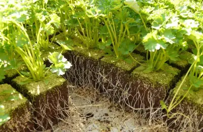 Parsley: Cultivation and Use