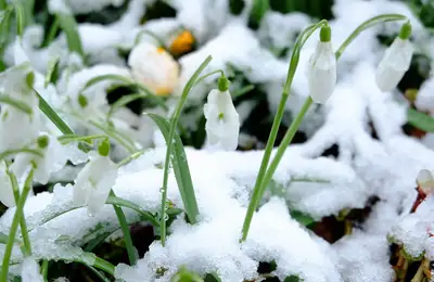 Winter Gardening Mistakes and How to Avoid Them for a Healthy Spring Garden