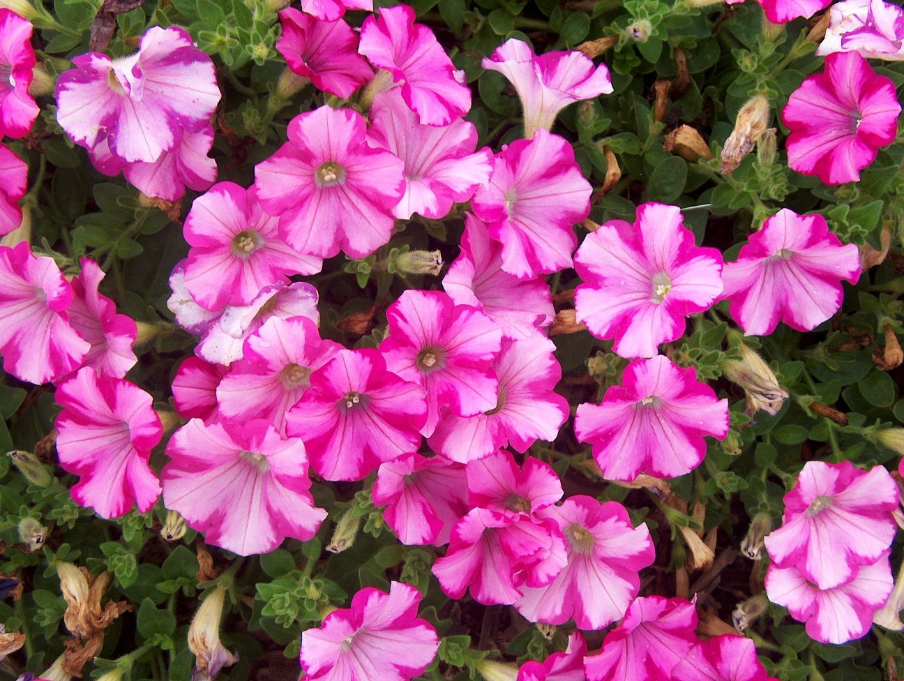 Cum se planteaza si ingrijeste petunia?