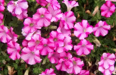 Planting and Caring for Petunias
