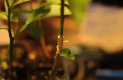 How to Graft a Lemon Tree