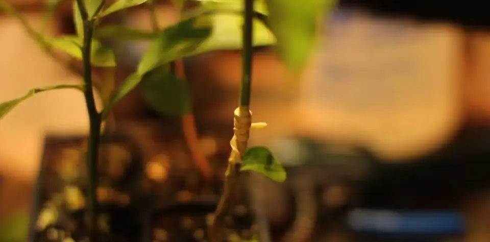 How to Graft a Lemon Tree