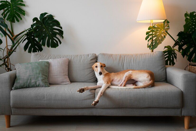 Pet-Friendly Interior Design