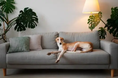 Design interior prietenos cu un animal de companie