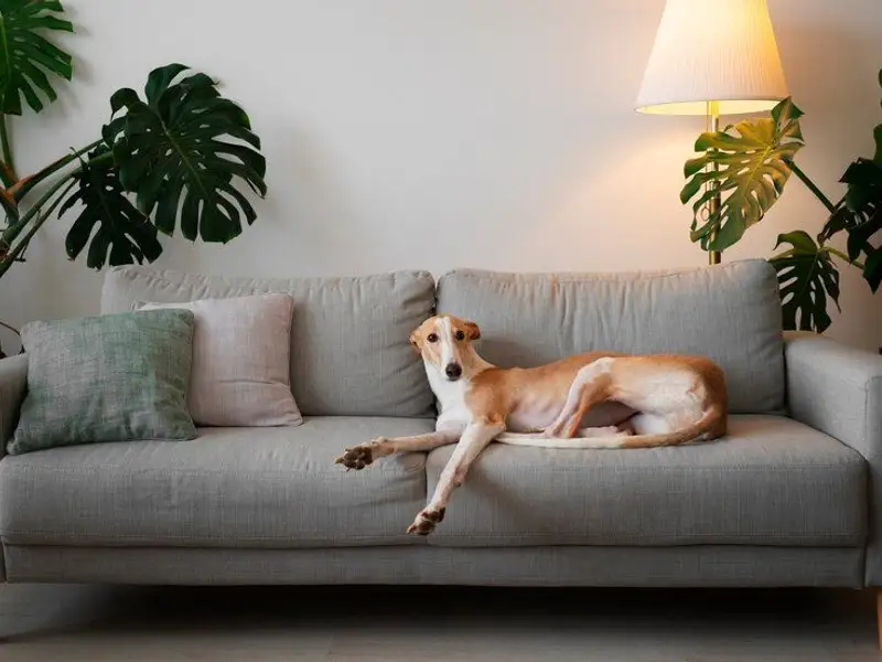 Design interior prietenos cu un animal de companie