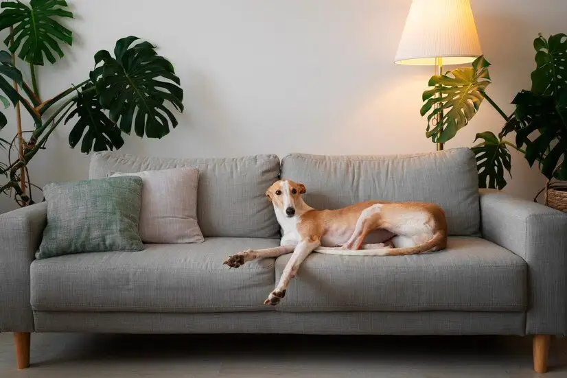 Design interior prietenos cu un animal de companie