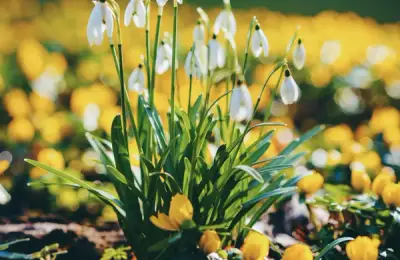 Winter-Blooming Plants: Ideas to Keep Your Garden Alive Even in the Cold Season