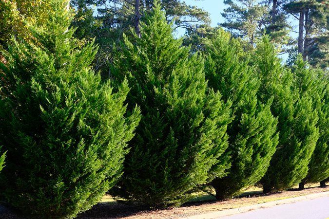 15 cei mai buni arbori pentru intimitate în grădină