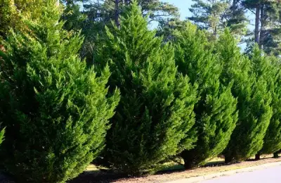 The 15 Best Trees for Privacy in the Garden