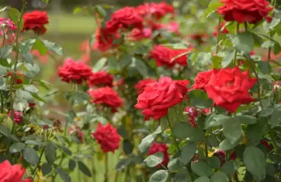 How to Create and Care for Your Own Rose Garden