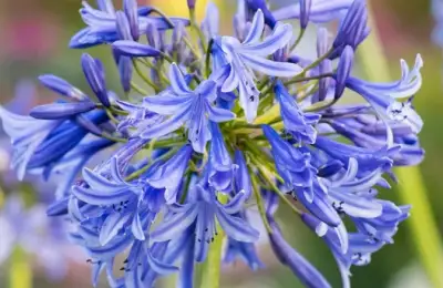 Cum să cultivi corect Agapanthus (Crinul african): eleganța arhitecturală a verii, de la balcon la grădină