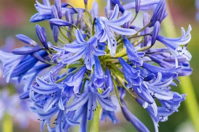 Cum să cultivi corect Agapanthus (Crinul african): eleganța arhitecturală a verii, de la balcon la grădină