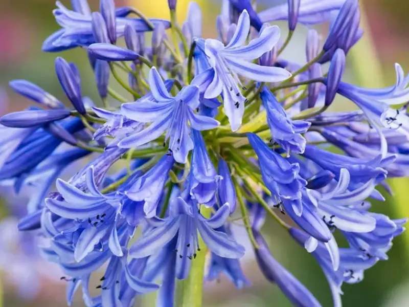 De ce nu înflorește Agapanthus-ul (Crinul African) tău? Arta răbdării și mitul ghiveciului strâmt
