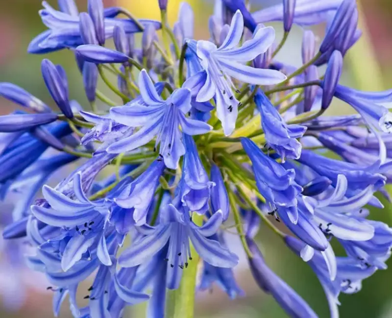 Cum să cultivi corect Agapanthus (Crinul african): eleganța arhitecturală a verii, de la balcon la grădină