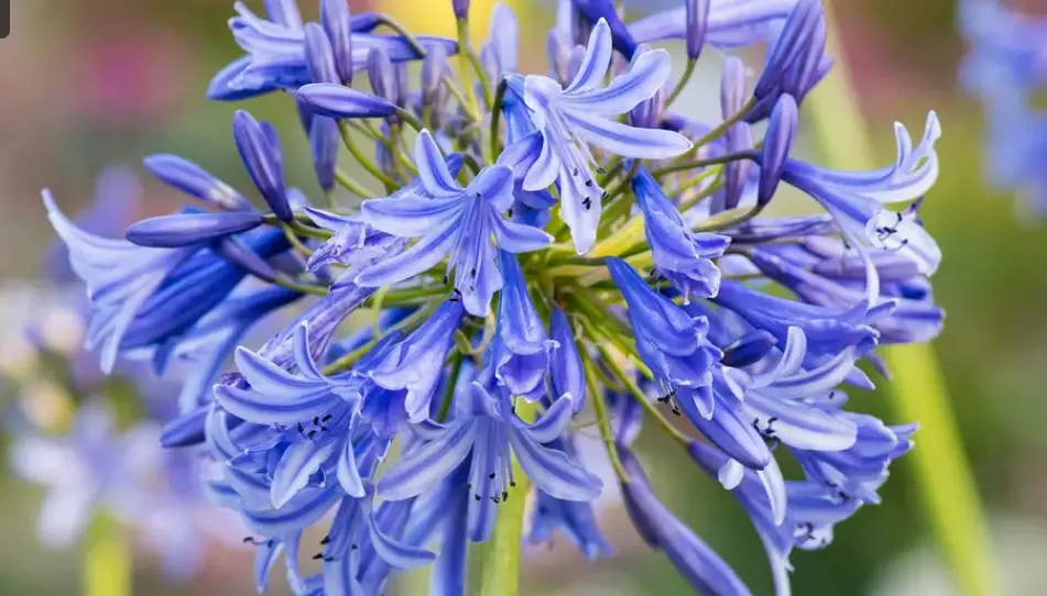 Cum să cultivi corect Agapanthus (Crinul african): eleganța arhitecturală a verii, de la balcon la grădină