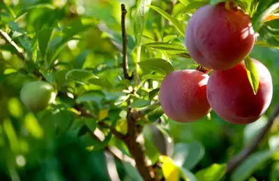Grafting Fruit Trees in Spring: A Guide (VIDEO)