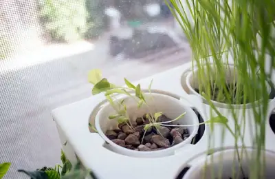 The Self-Cleaning Aquarium