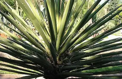 Yucca, Tree of Life