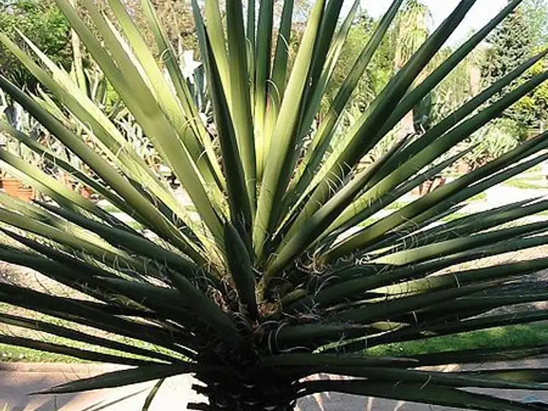 Yucca, arborele vietii