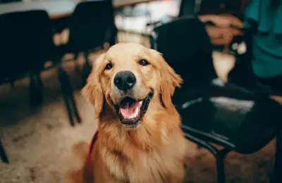 Choosing a Dog Breed Based on Your Temperament