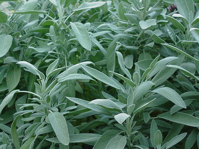 Salvia, o planta cu multiple beneficii pentru sanatate