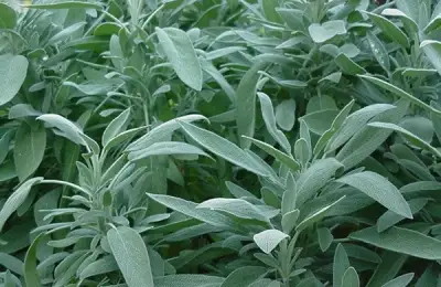 Salvia: A Plant with Multiple Health Benefits