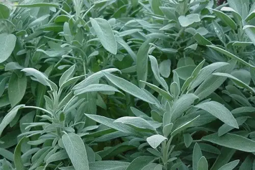 Salvia, o planta cu multiple beneficii pentru sanatate