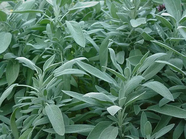 Salvia, o planta cu multiple beneficii pentru sanatate