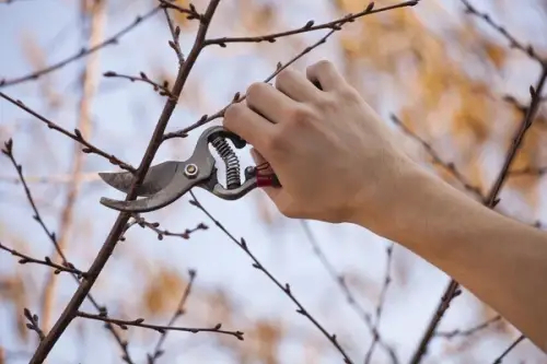 Sfaturi pentru pregătirea plantelor din curte pentru sezonul rece