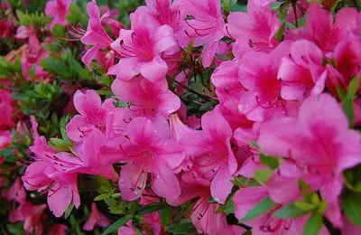 Photo Gallery: How to Plant and Grow Azaleas?