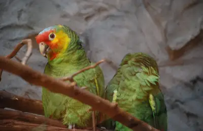 Unlocking the Secret: Creating a Special Place for Your Parrot