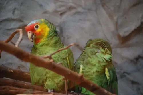 Care este secretul pentru care sa creezi un loc special pentru papagalul tau