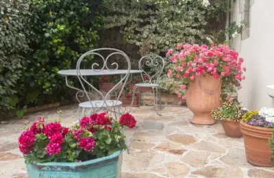Uncovering Hidden Secrets of Stinging Nettles in Courtyard Pots