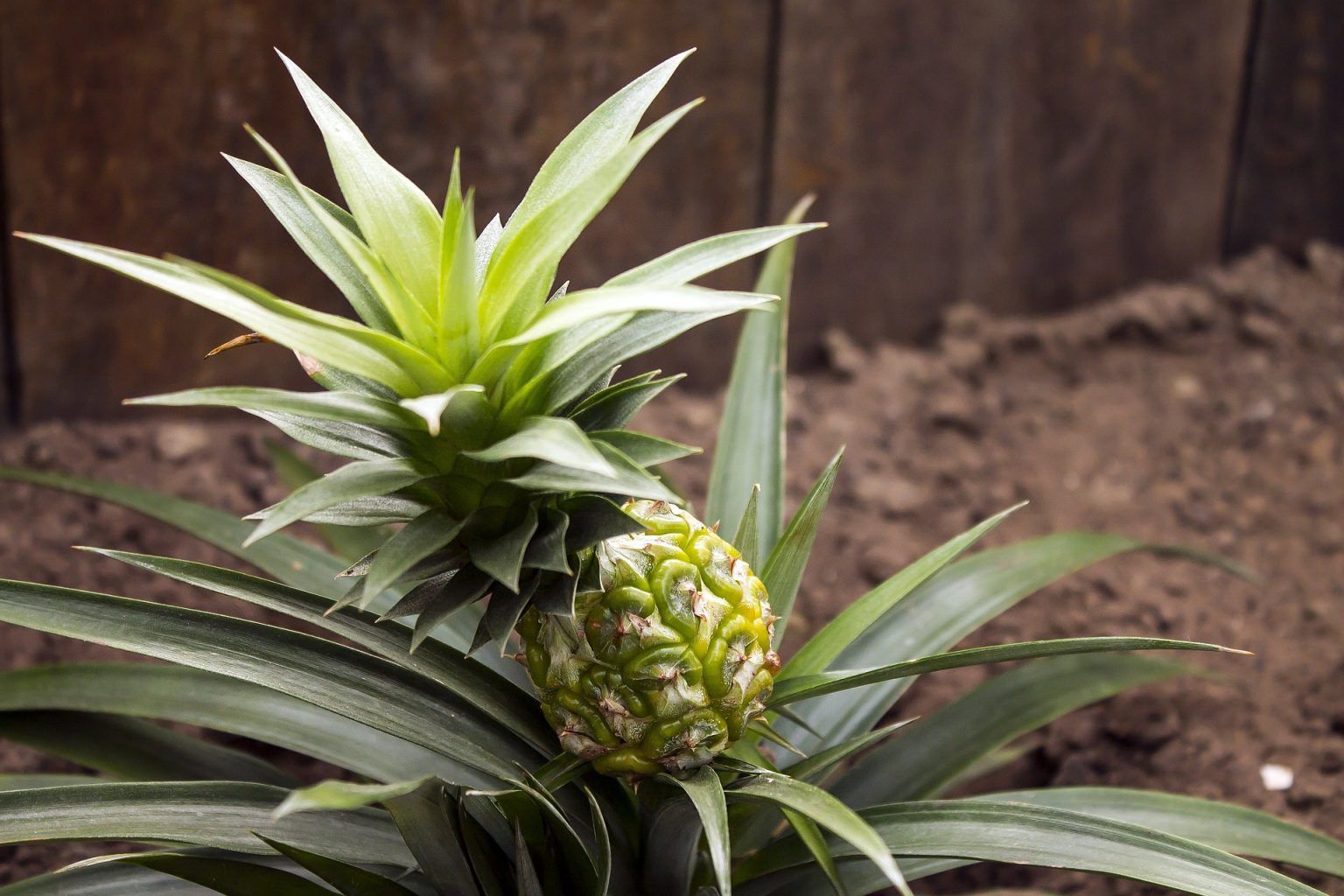 Cum sa plantezi un ananas