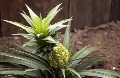 How to Grow a Pineapple