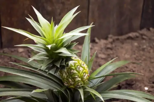 Cum sa plantezi un ananas