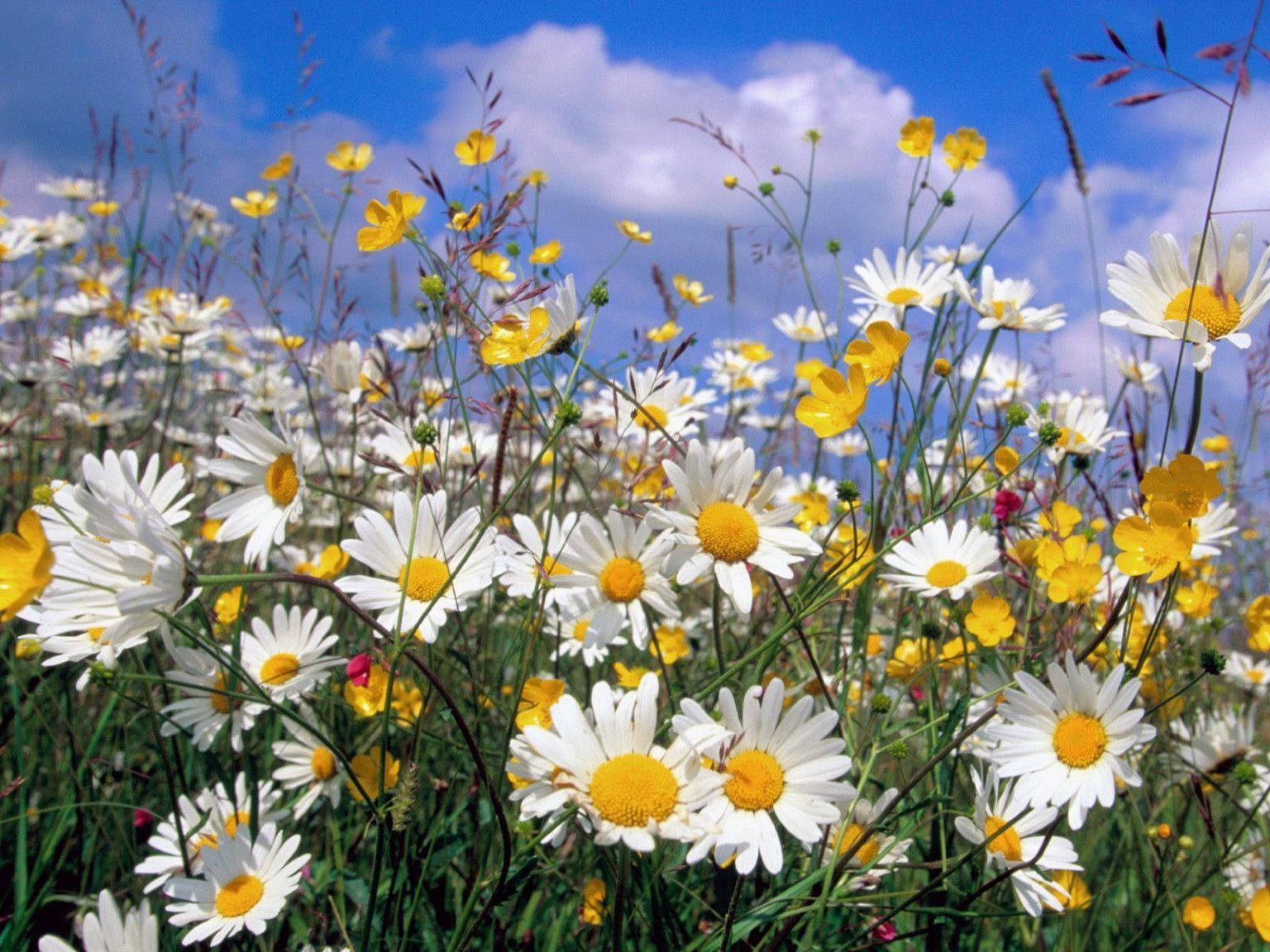 How to Plant Chamomile