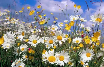 How to Plant Chamomile