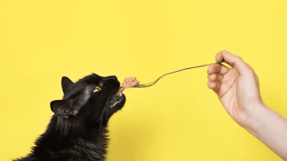 Gustare sau festin? Cum să transformi hrana pisicilor într-un deliciu?