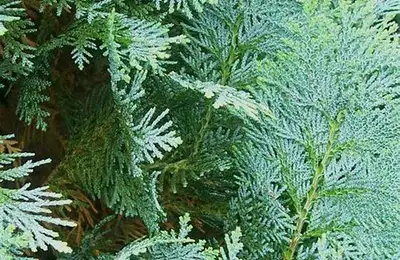 Plants That "Eat" Your Energy: Which Plants Should You Not Keep Indoors?