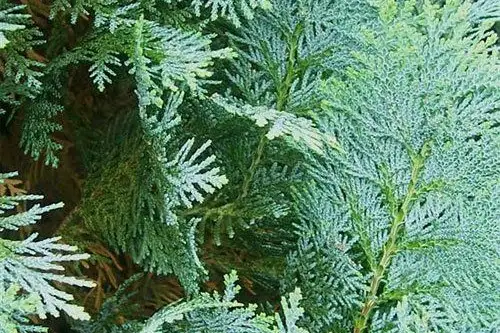 Plante care iti “mananca” energia. Ce plante NU ar trebui sa tii in casa