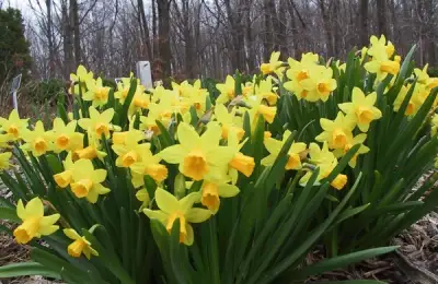 Planting and Growing Narcissus: A Guide