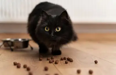 The Right Diet for Apartment Cats