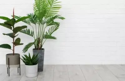 What Should and Shouldn't Be in a Room with Plants
