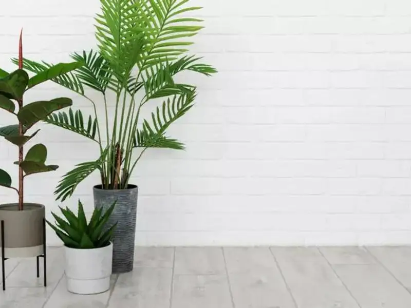 Ce ar trebui si ce nu ar trebui sa se afle intr-o camera in care stau si plantele