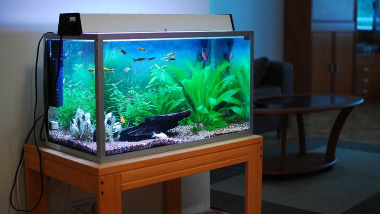 Choosing Your First Aquarium Correctly