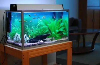 Choosing Your First Aquarium Correctly